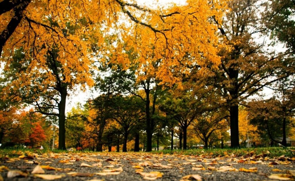 Trees in Kansas during fall season.
