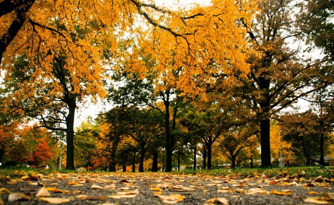 Trees in Kansas during fall season.
