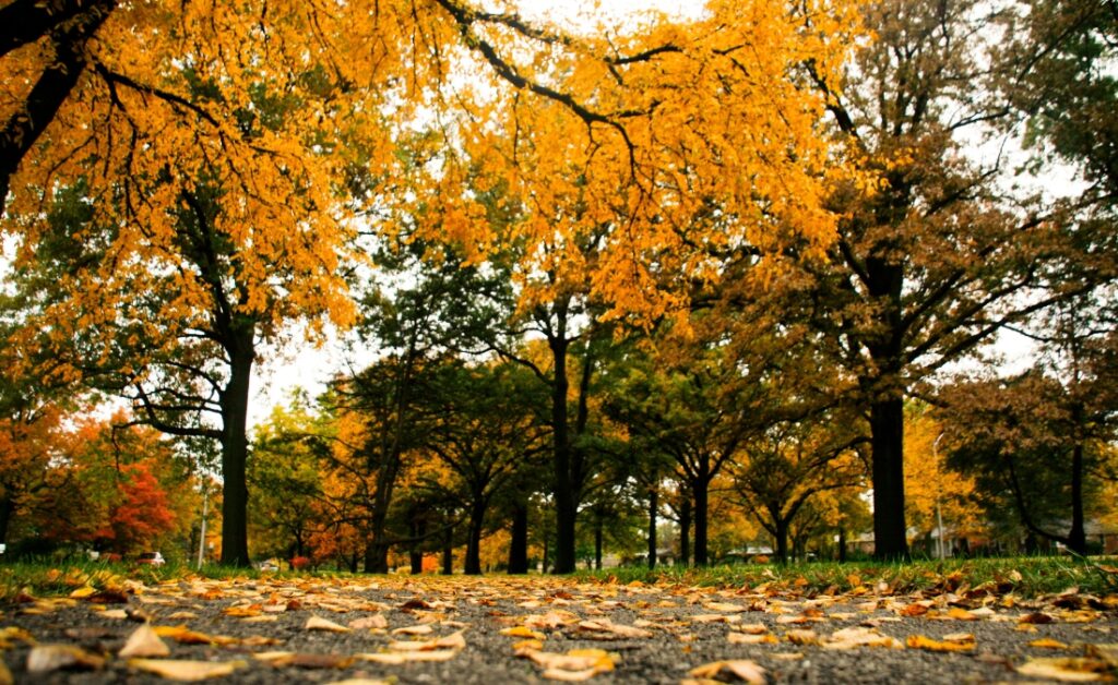 Trees in Kansas during fall season.