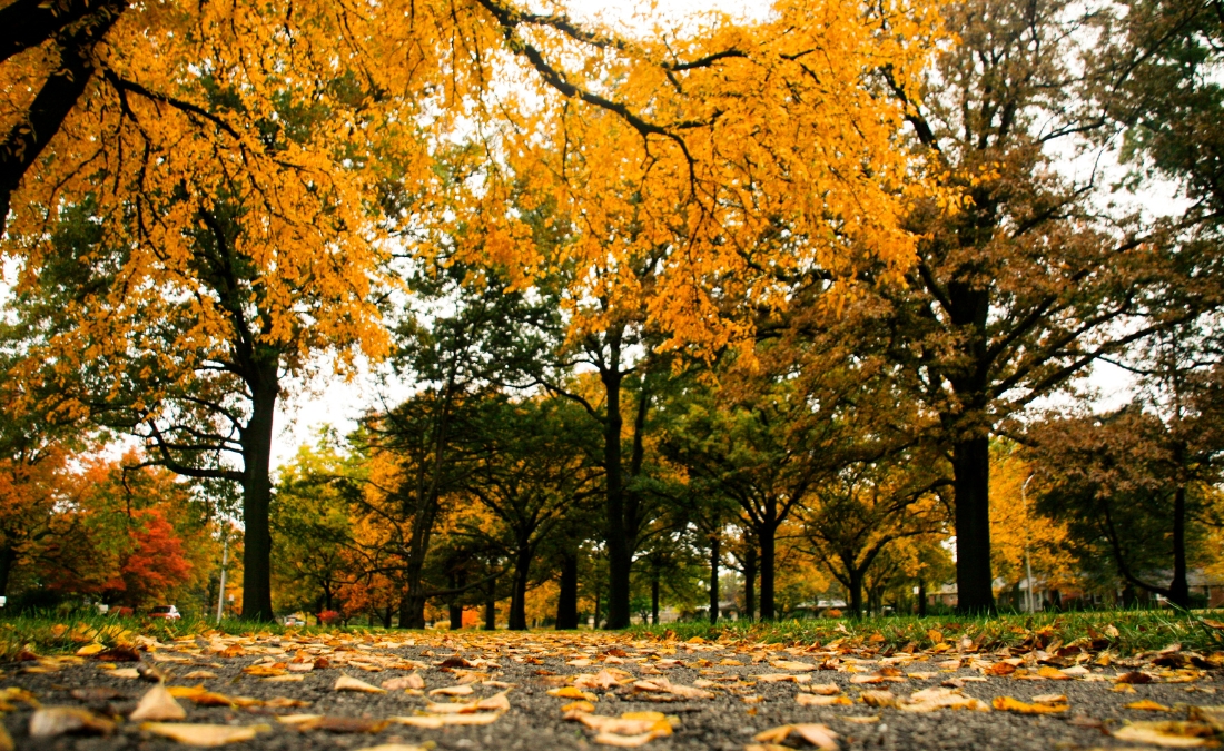 Trees in Kansas during fall season.