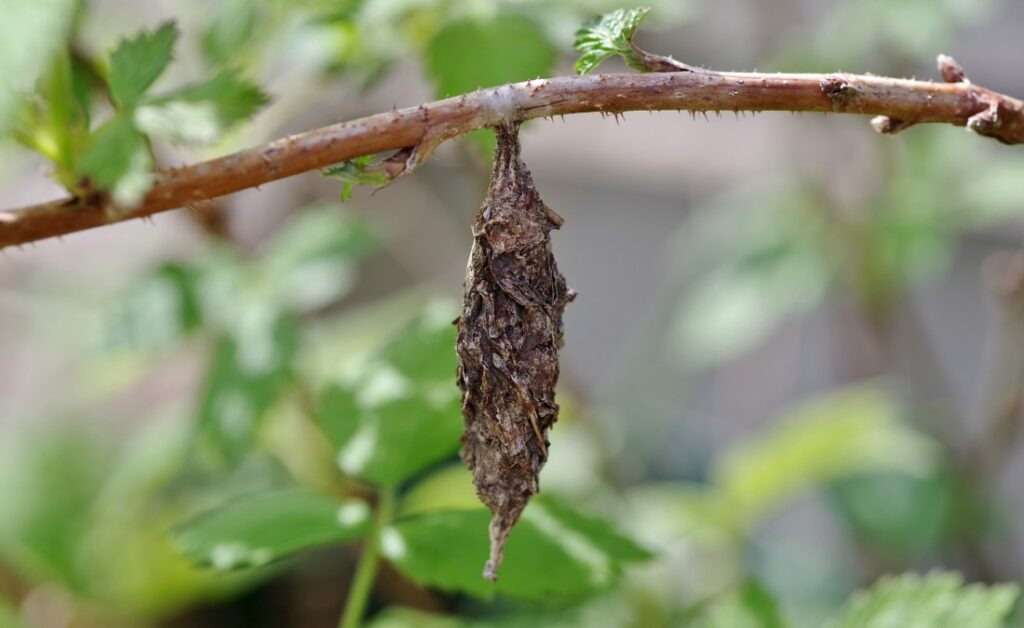 The trademark bag that bagworms produce on a tree.