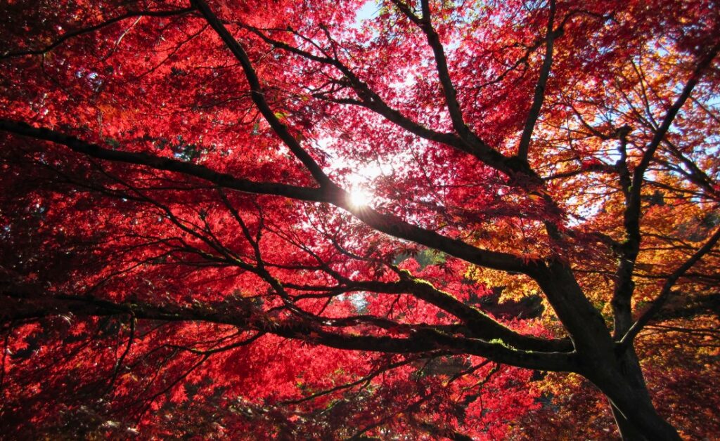 Sunlight filtering through a red maple tree canopy in full fall color, with deep red leaves contrasting against golden-yellow foliage in the background.