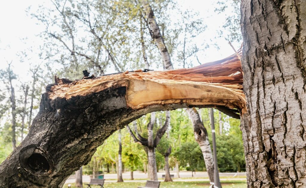A large broken tree branch with exposed splintered wood hanging from the trunk in a residential park with birch trees in the background.