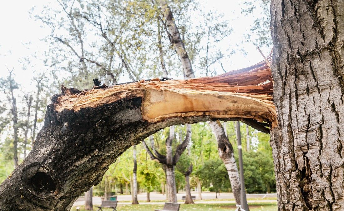 A large broken tree branch with exposed splintered wood hanging from the trunk in a residential park with birch trees in the background.