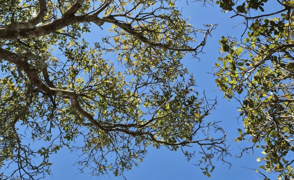 A view looking up through a thinning tree canopy shows bare gray branches mixed with sparse green and yellowing leaves against a clear blue sky.