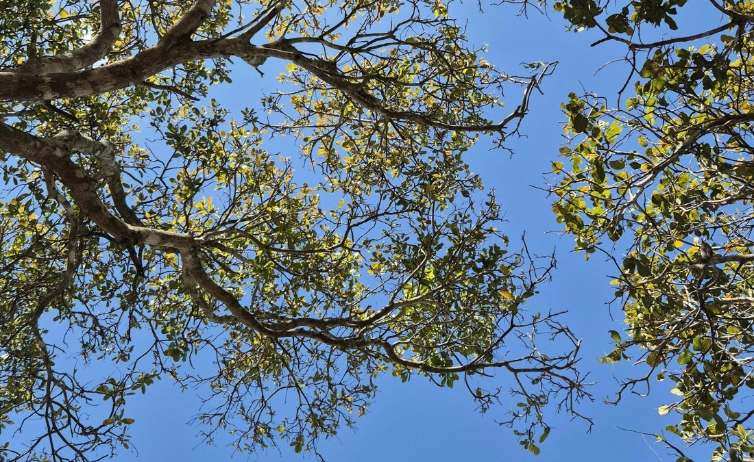 A view looking up through a thinning tree canopy shows bare gray branches mixed with sparse green and yellowing leaves against a clear blue sky.