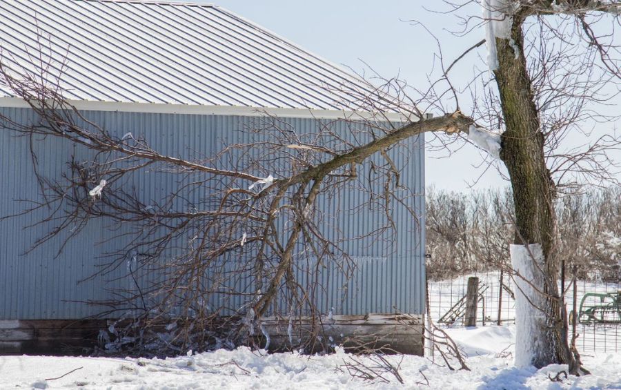 A large tree that snapped during high winds from a winter storm, with the broken trunk leaning and showing clear damage.