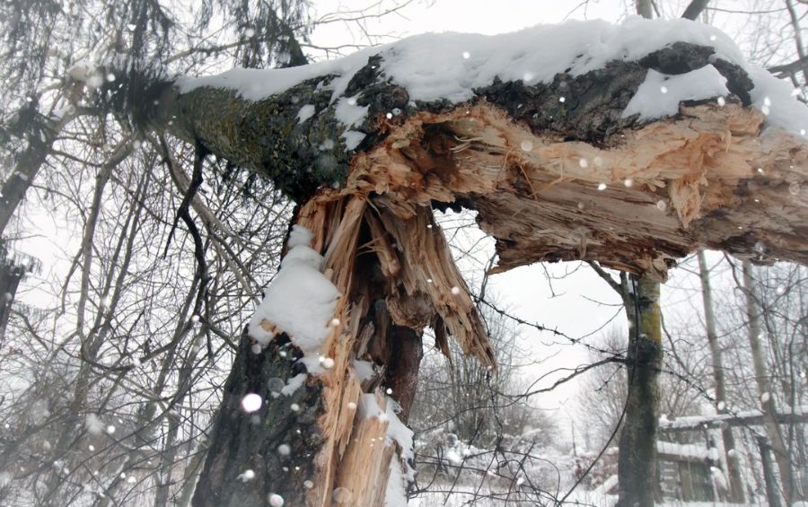 A large tree limb that snapped from the trunk is on the ground near a shed after a winter storm blew through Shawnee, KS.