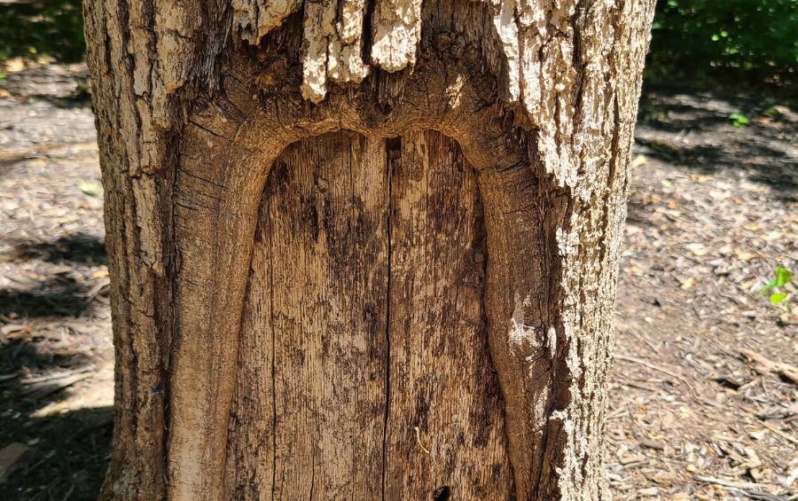 Tree cavity near a property in Shawnee, KS