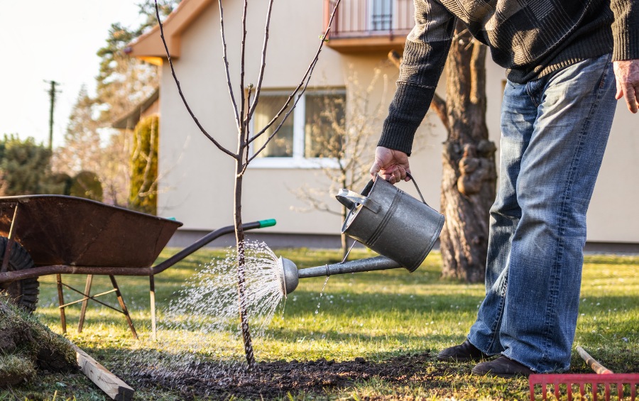 Homeowner properly watering a newly planted tree in Johnson County yard following fall planting watering schedule guidelines.