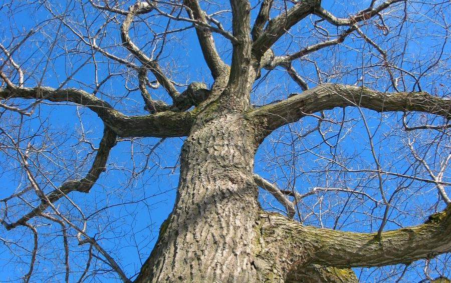 A massive oak tree photographed from below shows its thick, textured trunk and extensive bare winter branches spreading wide against a clear blue sky.