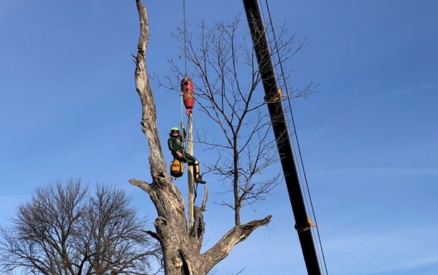 A Certified Arborist in a safety harness and helmet works high in a bare tree while a large crane with an extended boom assists with the complex removal operation assists with the complex removal operation.