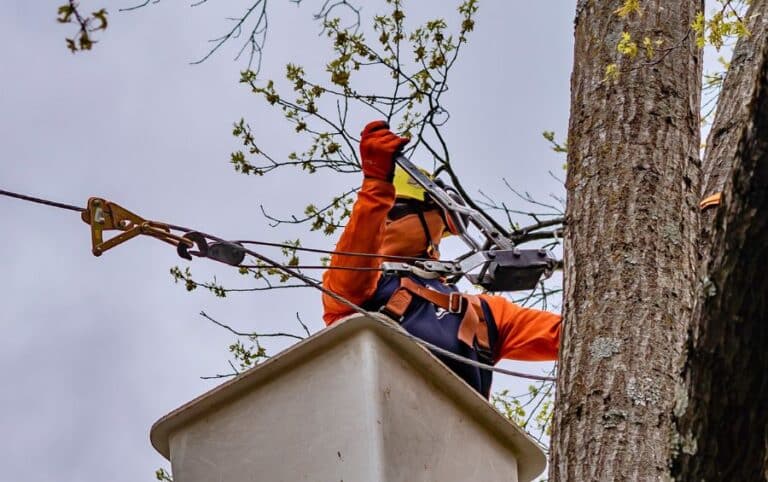 5 Reasons to Use Cabling and Bracing for Your Western KC Metro Trees ...