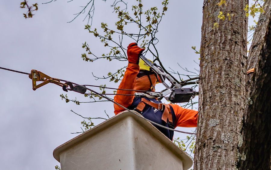 An arborist from Arbor Masters finishing installing cables in a tree in Olathe, KS.