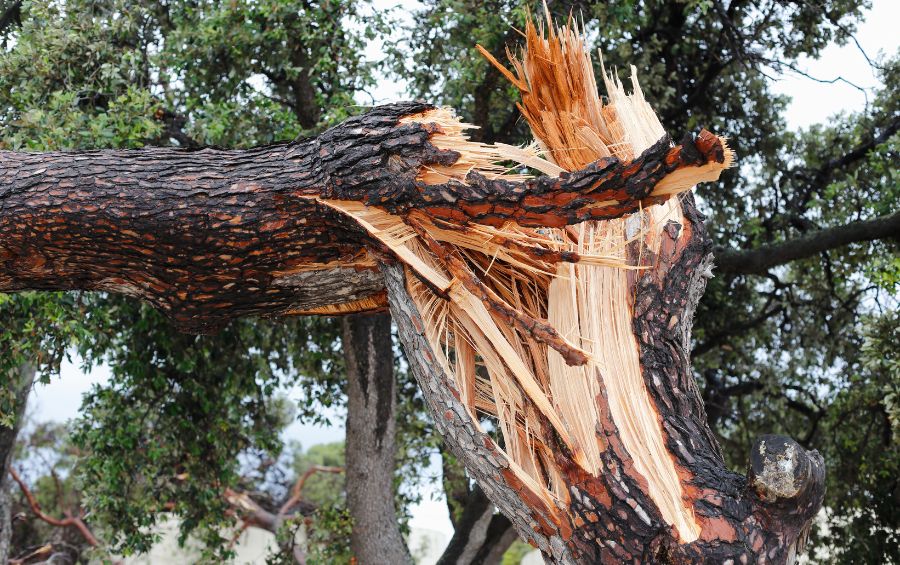 A mature tree that has failed on a property near in Leawood, KS.