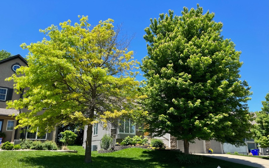 Tree with yellowing leaves from iron chlorosis next to a healthy green tree in a suburban yard under blue sky.