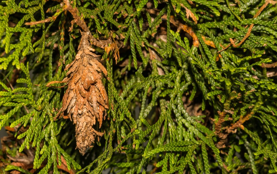 A cedar tree infested with bagworms