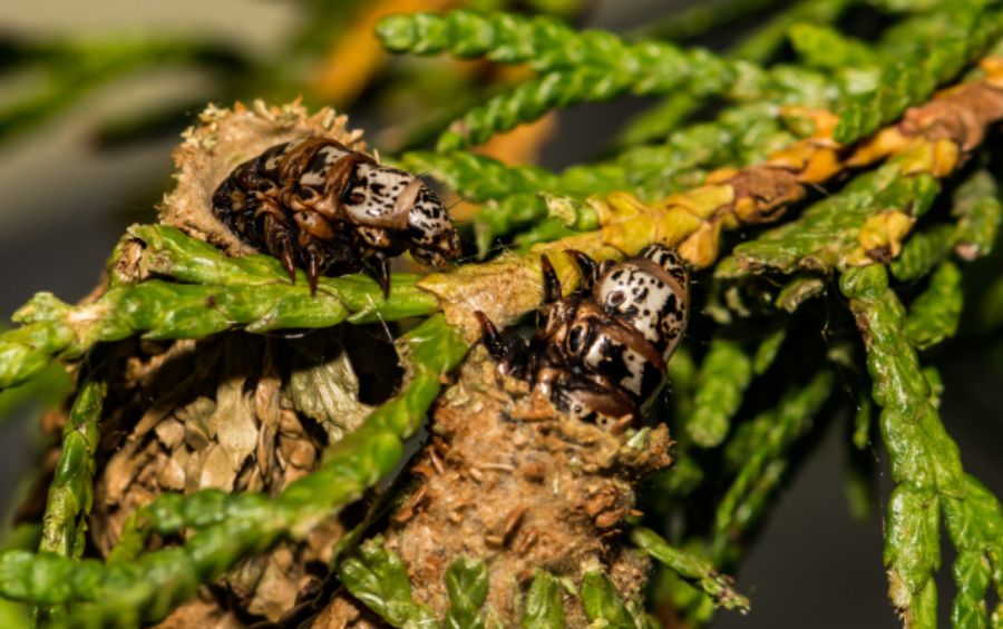 A close up of bagworm infested evergreen tree in Shawnee, KS
