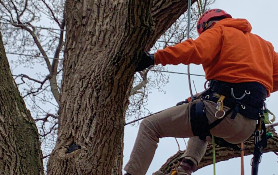 Arborist using ropes to prune a tall tree during winter in Overland Park, Kansas, ensuring safe canopy care.