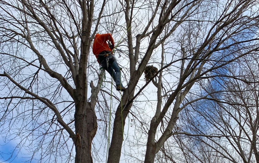 ISA Certified Arborists performing winter tree pruning in Johnson County, Kansas, with climbing ropes and safety gear.