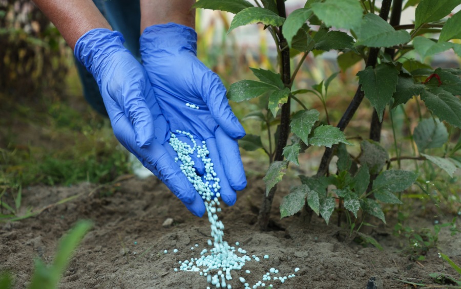 Gloved hand applying granular fertilizer pellets to the base of a young tree in a residential landscape.
