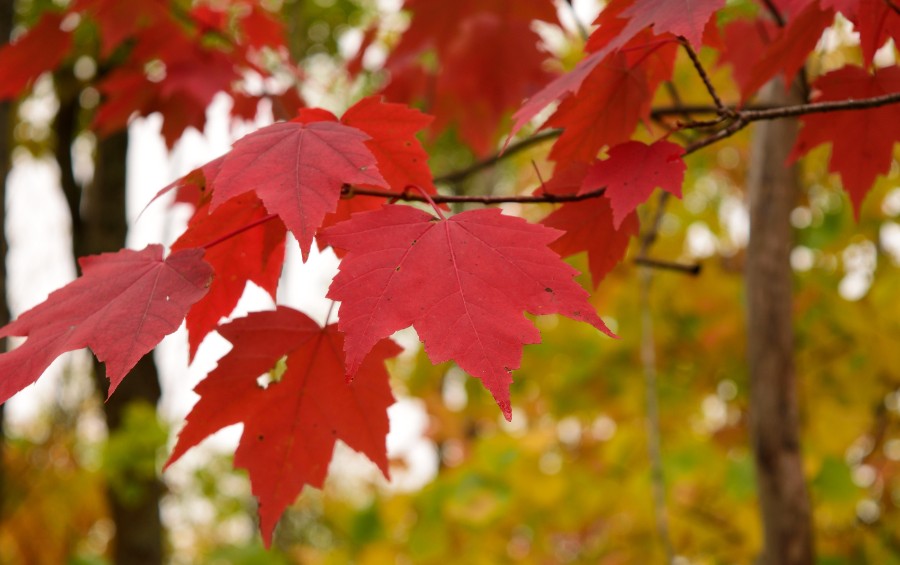 Bright red maple leaves with distinctive 3-lobed shape on a branch, with blurred yellow and green fall foliage in the background.