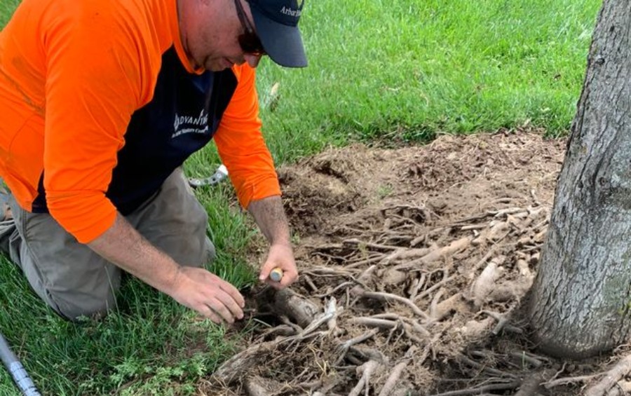 Arbor Masters plant health care technician in orange safety shirt kneeling to examine exposed tree roots at the base of a mature tree trunk.