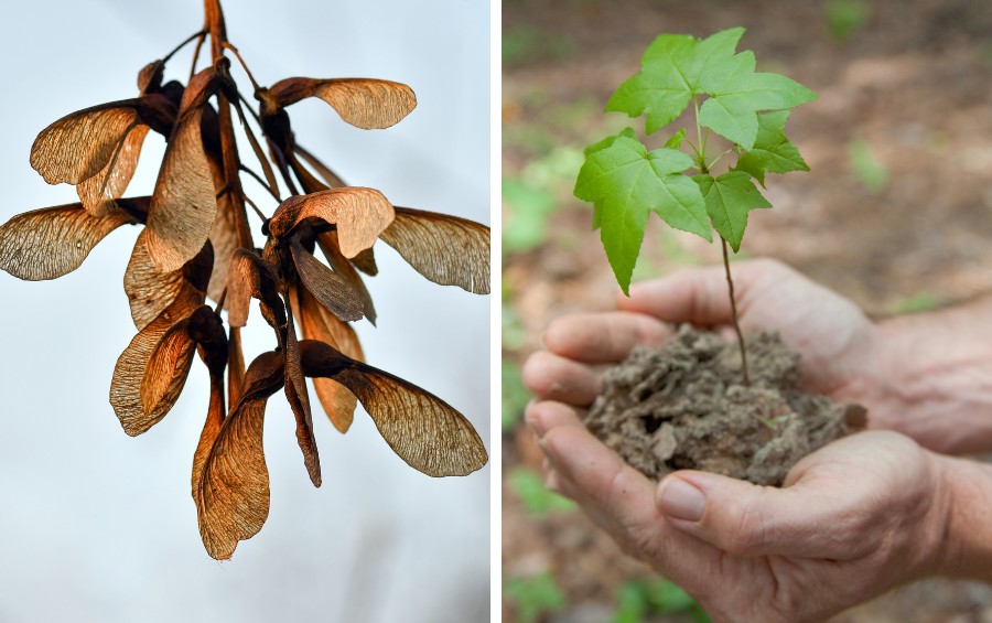 Split image showing dried maple seed pods (samaras) on the left and hands holding a young maple seedling with visible roots and green leaves on the right.