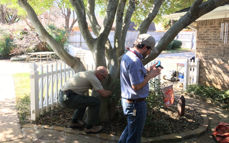 Two arborists inspecting the base of a mature multi-stem tree in a residential backyard, with one kneeling to examine the root crown while the other documents findings on a mobile device.