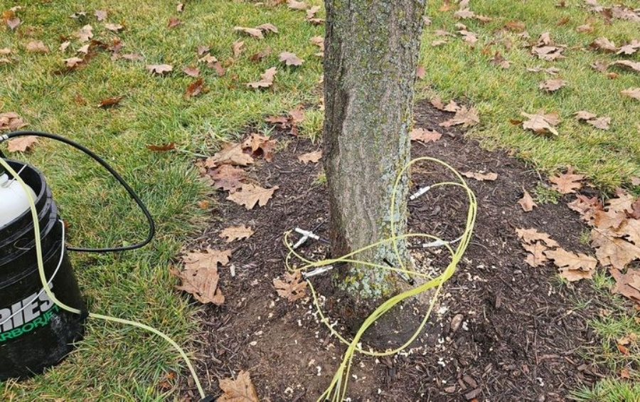 Tree trunk injection system with yellow tubing connected to the base of a tree and a pressurized tank delivering fertilizer or pest treatment into the root zone, surrounded by mulch and fallen leaves.