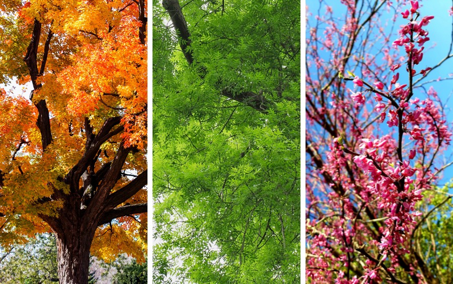 A side-by-side composite showing a sugar maple in fall color, an elm canopy in summer green, and an eastern redbud in spring bloom.