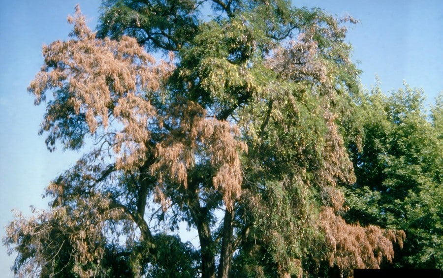 A large mature tree shows severe one-sided dieback, with the left half of the canopy fully browned while the right side remains green.