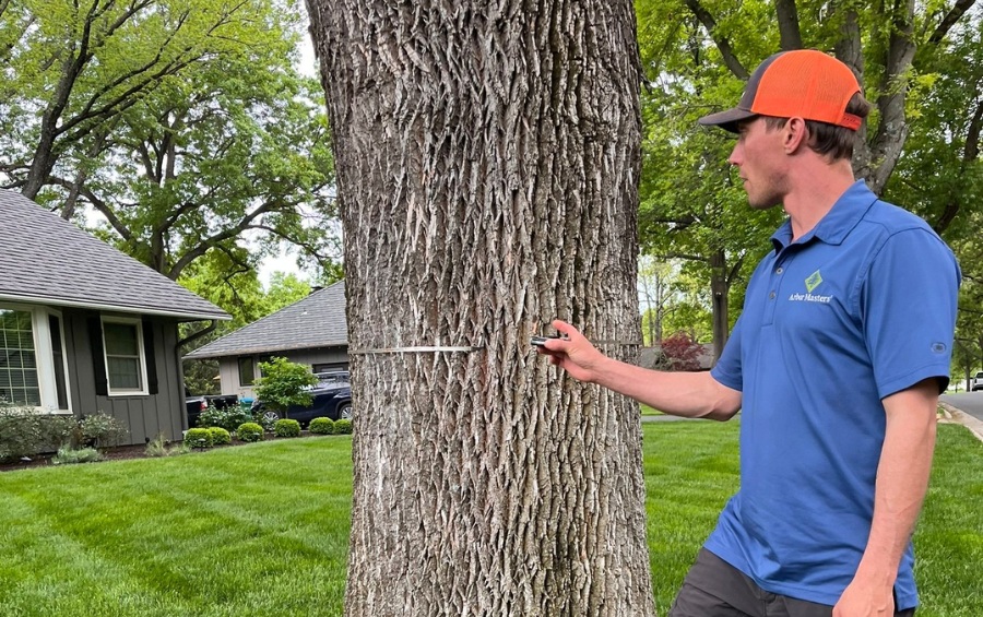 A Certified Arborist in an orange hard hat and safety vest looks upward while assessing a tree canopy with a work truck visible in the background.