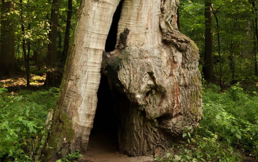 A large oak tree trunk with significant hollow cavity and internal decay visible through an opening at the base surrounded by forest vegetation.