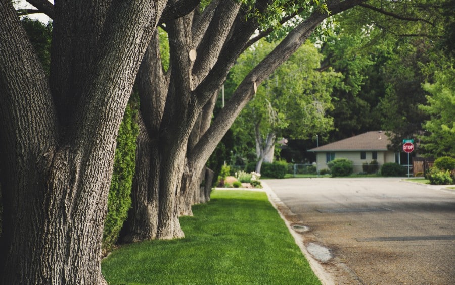 A row of mature trees growing road side of a suburbs