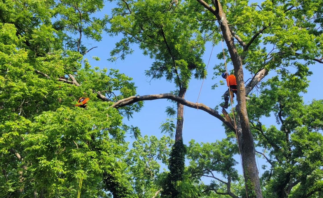 Climbers from Arbor Masters work to prune a tree in Grand Prairie, TX