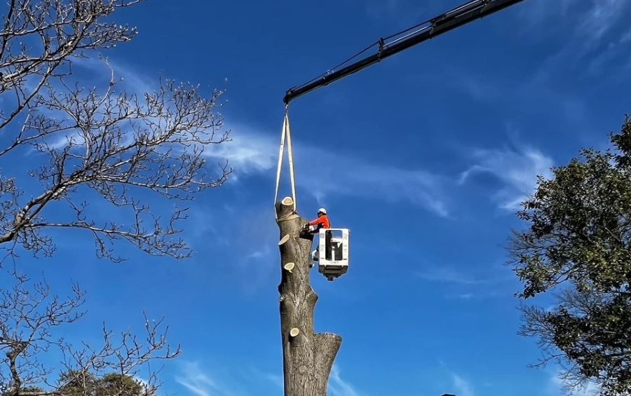 An arborist removing a tree with the help of a bucket truck and crane in Grand Prairie, TX.