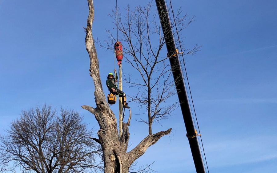 A tree removal crane lowering a climber into a tree during tree removal in Dallas, TX.