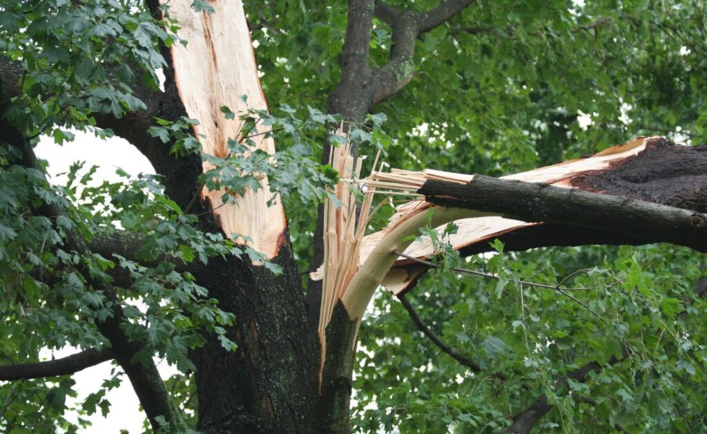 A tree with major trunk splitting after sustaining storm damage from a tornado.