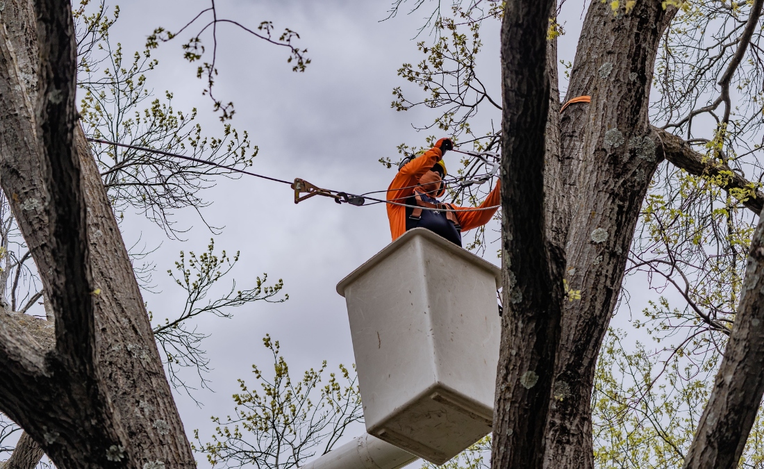 An Arbor Masters arborist in safety gear installing structural support cables in a co-dominant tree using a bucket truck in Tulsa, Oklahoma.