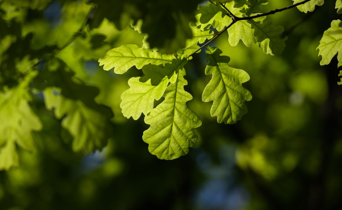 Healthy oak leaves on a tree in the Great Plains.
