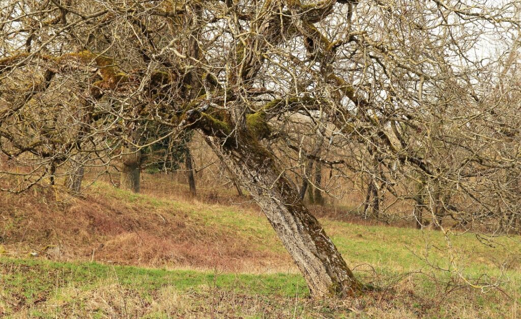 A severely leaning tree showing structural issues that require professional assessment to determine risk level and preservation options.
