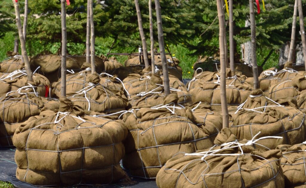 Rows of balled and burlapped trees ready for fall planting season in Tulsa, showing proper nursery preparation for Oklahoma Zone 7a species