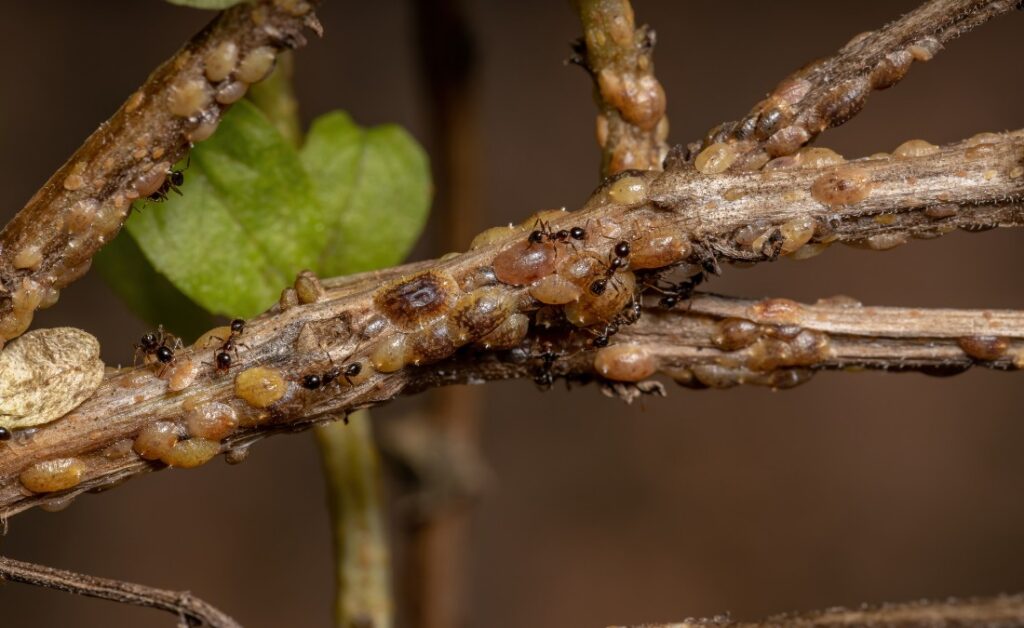 A close-up view of scale insects covering tree branch with ants tending them.