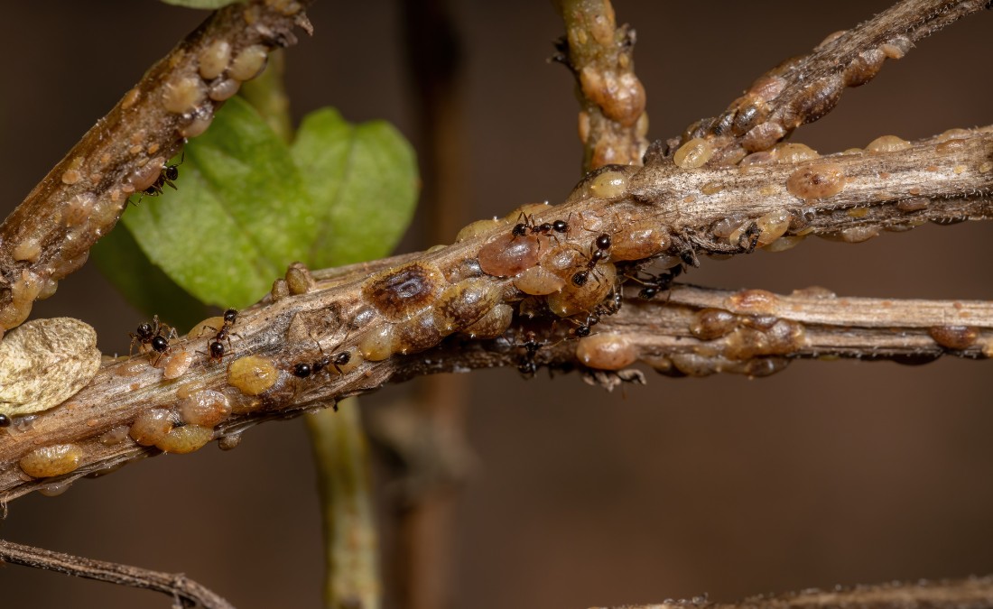 A close-up view of scale insects covering tree branch with ants tending them.