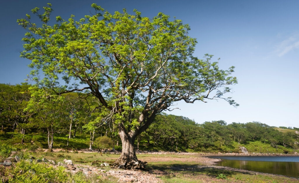 A large mature ash tree stands in full foliage near a lake, showing the impressive size and canopy spread that mature ash trees can achieve.