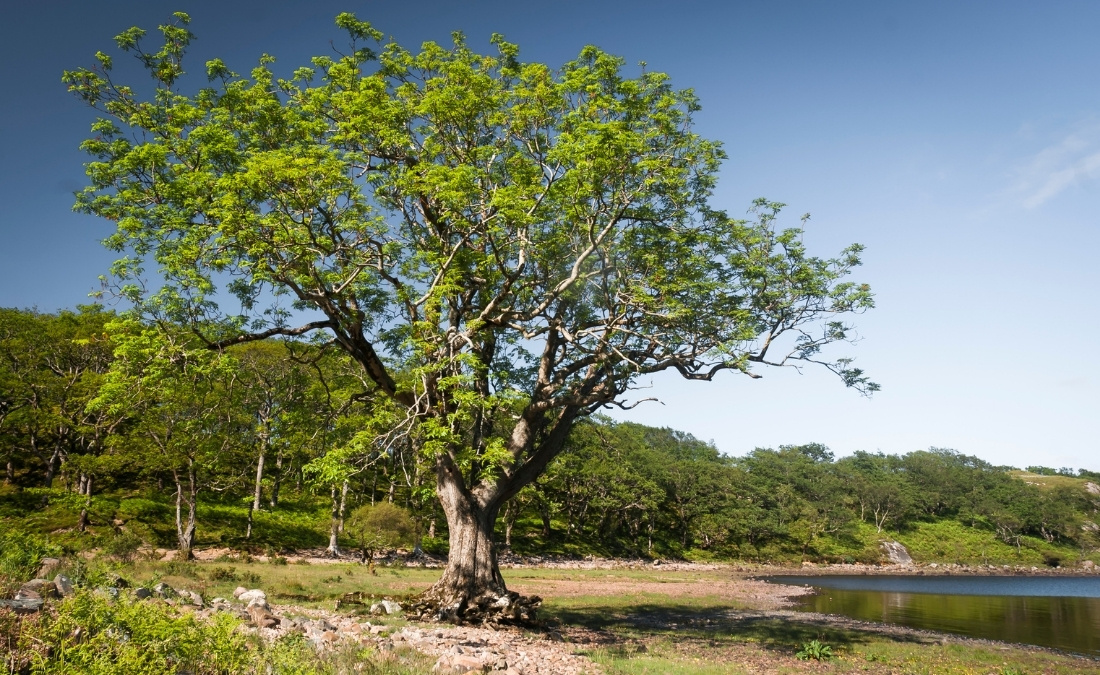 A large mature ash tree stands in full foliage near a lake, showing the impressive size and canopy spread that mature ash trees can achieve.