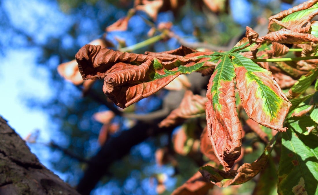 Close-up of a tree branch with leaves curling and turning brown along the edges, showing classic signs of heat and water stress