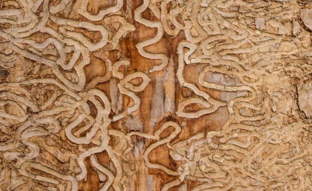 Intricate serpentine galleries and tunnels carved into light-colored wood show the distinctive S-shaped damage pattern created by emerald ash borer larvae.