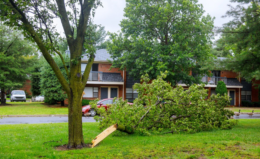 Large storm-damaged tree branch broken from the trunk and lying on the ground in a Tulsa residential neighborhood.